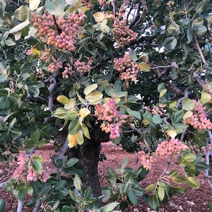Turkish Siirt Pistachios Pistachio Seeds Genuine Pistacia Vera 20 Fresh New Season (September 2024) Seed Organic Edible Planting Seed