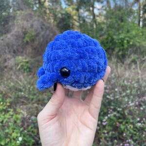 Small Whale