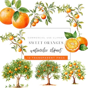 Cutie Orange Clipart - Watercolor Citrus Oranges -  Little Cutie Baby Shower - Sweet Orange Blossoms - Orange Trees - Bridal Shower