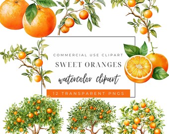 Cutie Orange Clipart - Watercolor Citrus Oranges -  Little Cutie Baby Shower - Sweet Orange Blossoms - Orange Trees - Bridal Shower