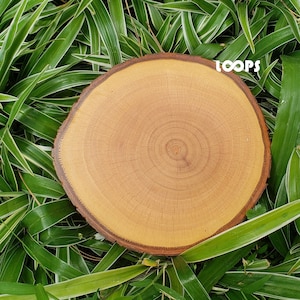 10 Wood Slices: Rustic Home Decor, DIY Crafts, Wedding Favors, Coasters
