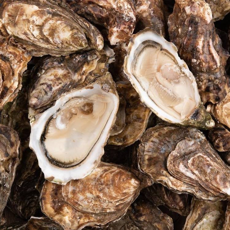 Ring THE OYSTERS on the Harbor Miniature Oysters Handmade Polymer Clay