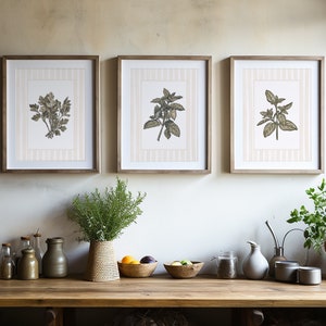 Striped Kitchen Herb, Vintage Kitchen Herbs Gallery, Kitchen Botanical Prints, Sage Green Floral Art Set, Grandmillenial Decor, Herbs Botany