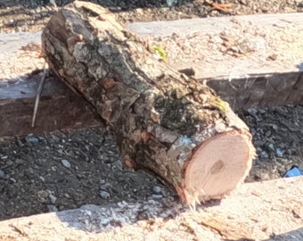 Shiitake Mushroom Oak Log ( 11-13")