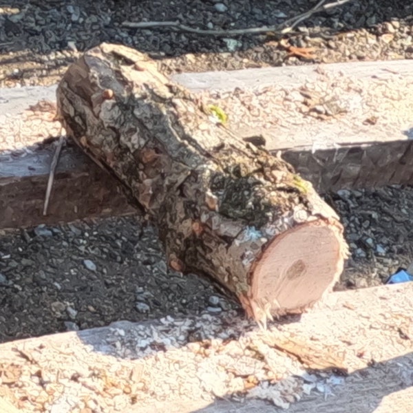 Shiitake Mushroom Oak Log ( 11-13")