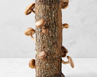 Shiitake Mushroom Oak Log ( 20-24")