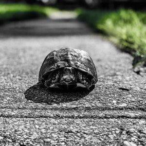 May include: A monochrome image of a turtle on a grey concrete surface. The turtle's shell is dark brown with a textured pattern. The turtle is facing the camera, with its head and legs visible.