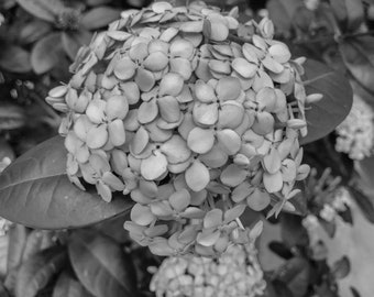 Black and White Hydrangea Print: Modern Floral Photography (Digital Download)