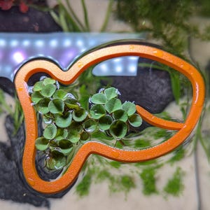 Floating Plant Corral - Goldfish Snack Edition