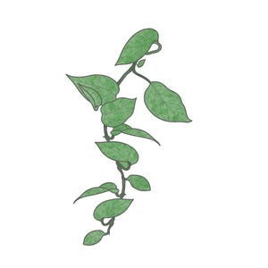 May include: Illustration of a green vine with multiple leaves. The leaves are various sizes and shapes, with detailed veining. The vine is a dark green color, and the leaves are a lighter shade of green. The background is white.