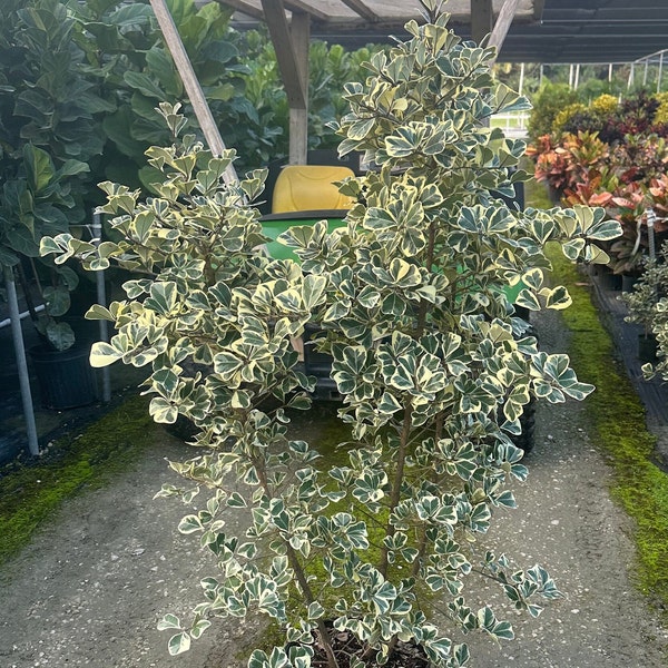 Ficus Triangularis Variegated | 4 Feet Tall | 10” Grower Pot | Modern Indoor Live Plant