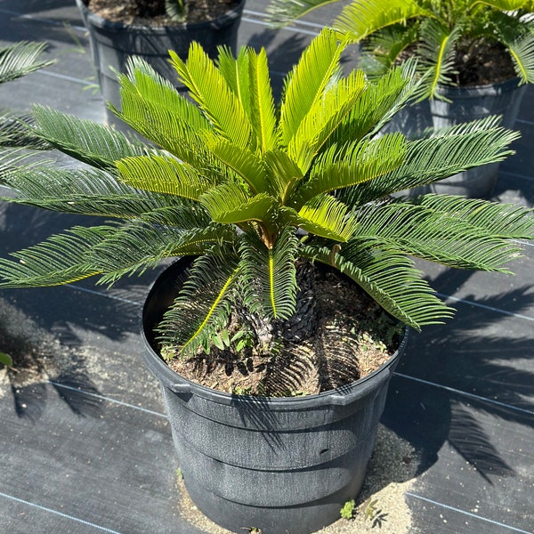 King Sago Palm | 3-4 Feet Overall Height | 12" Grower Pot | Modern Indoor Living Plant