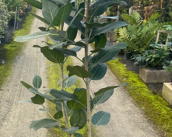 Ficus Audrey Double Stem | 5 Feet Tall | 10” Grower Pot | Modern Indoor Live Plant