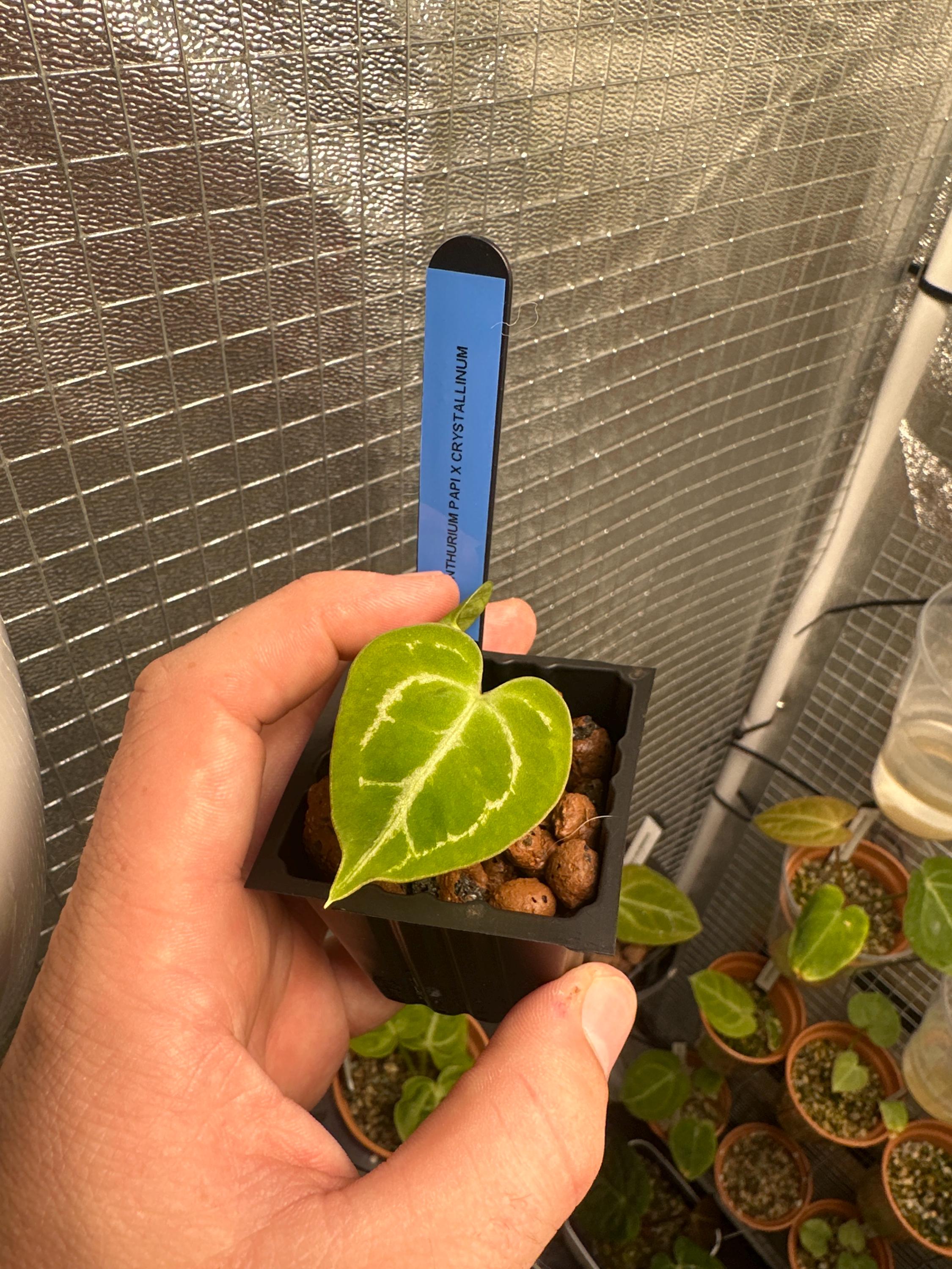 Anthurium papi - Etsy 日本