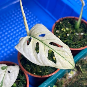 Monstera Adansonii Albo Var (Half Moon mother)