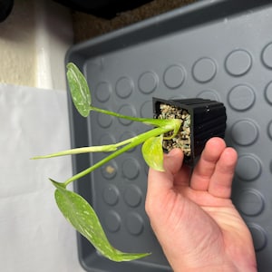 Monstera Thai Constellation A Grade High Var