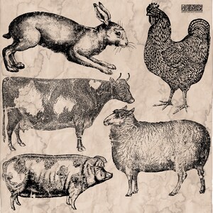 May include: Black and white line art illustration of a rabbit, cow, sheep, pig, and rooster. The animals are drawn in a vintage style.