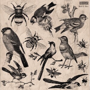 May include: Vintage-style illustration featuring various birds and bees. The black and white drawings depict detailed images of different bird species perched on branches and flying, alongside several bees. The background has a textured, aged paper appearance.