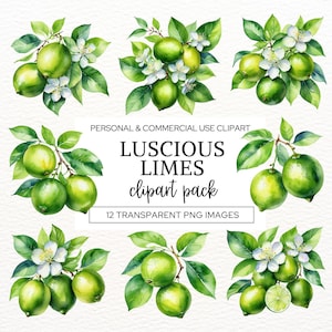 Aquarel limoenen clipart png, limoen bruiloft illustraties, mediterrane limoenen, junk Journal, uitnodiging vrijgezellenfeest, babyshower citrusvruchten.