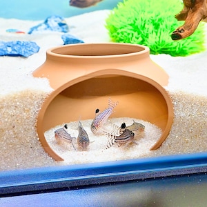 May include: An aquarium scene featuring several small fish inside a terracotta pot. The fish have patterned markings and are surrounded by sand. The aquarium also includes a green plant and driftwood.