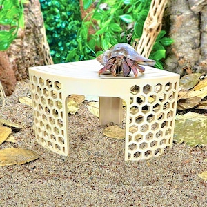 May include: A beige, honeycomb-patterned platform with a hermit crab on top. The crab has a brown body and a blue and white shell. The platform is on a bed of sand with leaves and a green background.