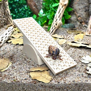May include: A beige, honeycomb-patterned ramp for a small pet, with a hermit crab climbing on it. The ramp is angled and supported by a curved base. The background includes sand, leaves, and decorative wood.