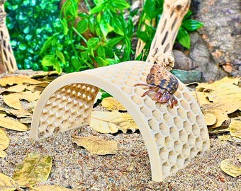 May include: A beige, arched hermit crab hideaway with a honeycomb design. A brown and tan hermit crab rests on top. The background features sand, fallen leaves, and green foliage, creating a naturalistic habitat.