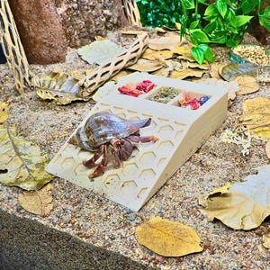 May include: A hermit crab with a striped shell and orange legs sits on a beige, honeycomb-patterned ramp. The ramp has food compartments filled with colorful food. The scene is set in a terrarium with sand, leaves, and wood.