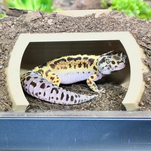 Puede incluir: Un gecko leopardo con un patr&oacute;n de manchas amarillas y negras en la espalda y la cabeza, y un vientre blanco. El gecko est&aacute; dentro de un escondite beige, con la cola enrollada. El fondo es una mezcla de tierra y vegetaci&oacute;n.