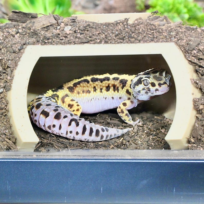 Puede incluir: Un gecko leopardo con un patr&oacute;n de manchas amarillas y negras en la espalda y la cabeza, y un vientre blanco. El gecko est&aacute; dentro de un escondite beige, con la cola enrollada. El fondo es una mezcla de tierra y vegetaci&oacute;n.