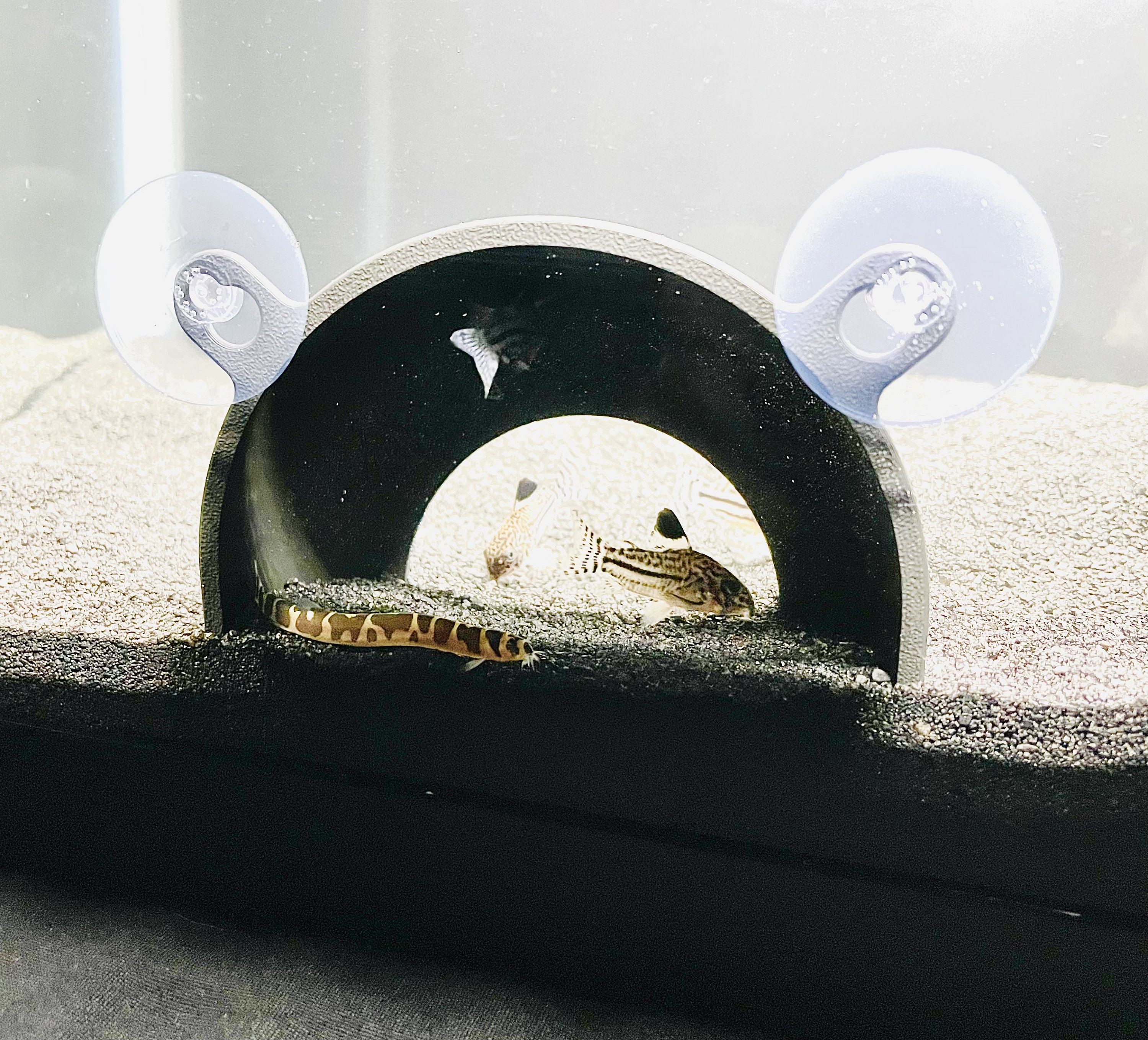 Kuhli Loach'S Secret Hiding Spot: Aquarium Plants - 3vt1q0k