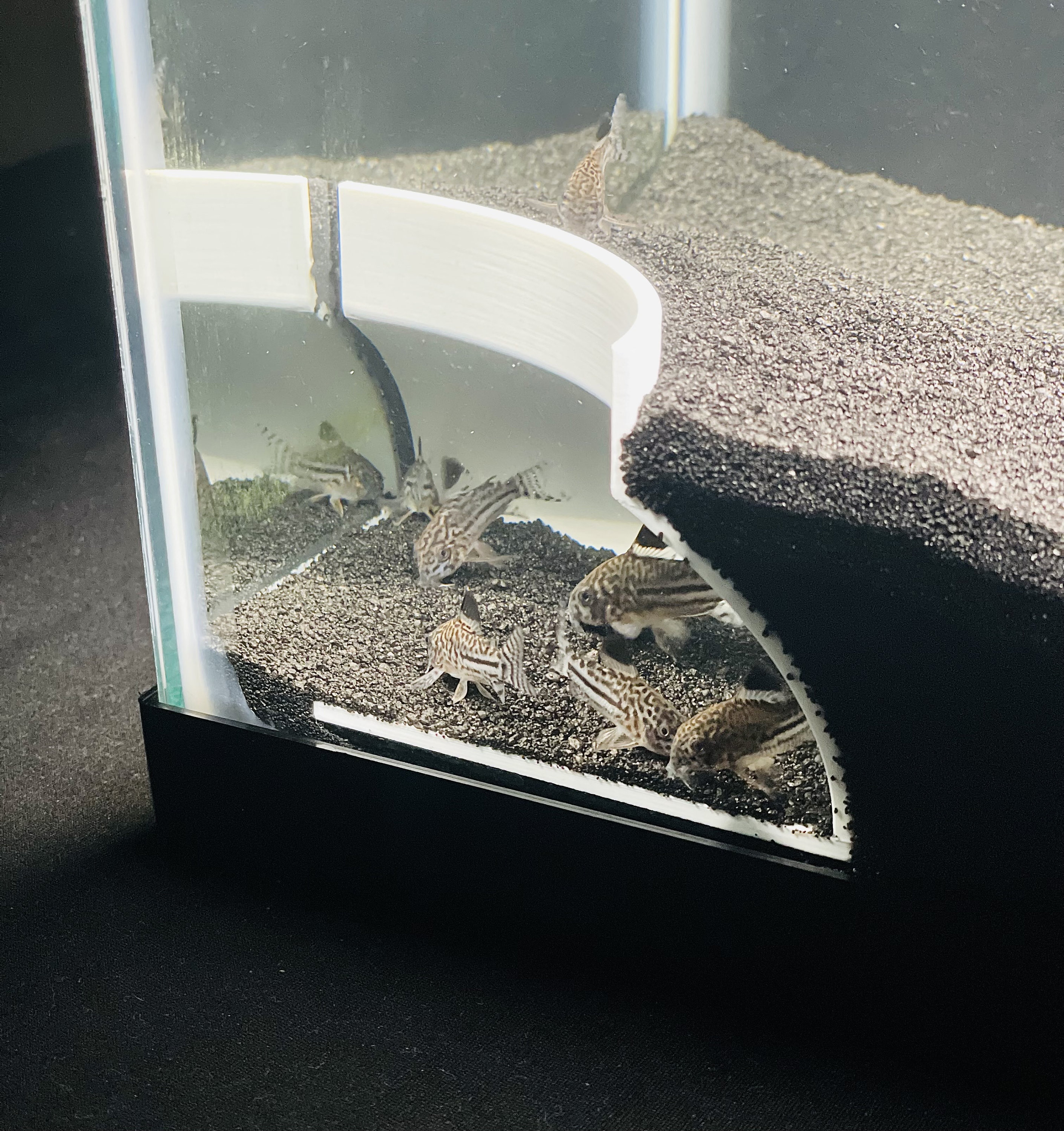 best bottom feeder fish for small tank