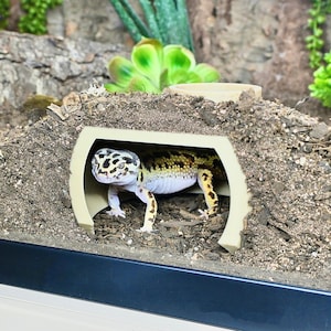 May include: A leopard gecko with a spotted pattern on its head and back, yellow and black markings on its body, and white underbelly. The gecko is inside a beige tunnel in a terrarium with dirt and plants.
