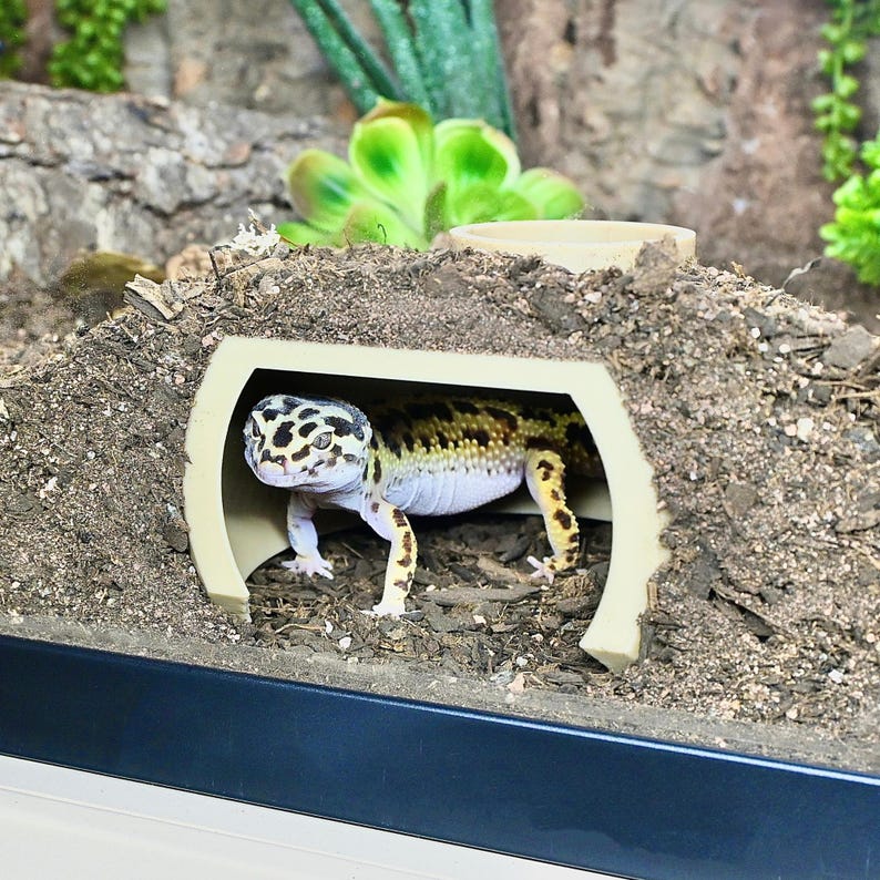 Puede incluir: Un gecko leopardo con un patr&oacute;n de manchas en la cabeza y la espalda, marcas amarillas y negras en el cuerpo y vientre blanco. El reptil est&aacute; dentro de un t&uacute;nel beige en un terrario, rodeado de tierra y vegetaci&oacute;n.