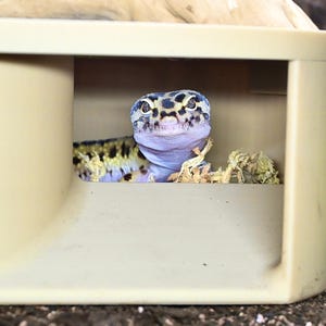 May include: A leopard gecko with a spotted pattern on its head and back, peeking out from a beige hide. The gecko's face is light purple, and it is surrounded by dried moss.