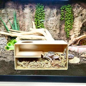 May include: A beige wooden reptile hide with a gecko inside, set in a terrarium. The gecko has black spots on a yellow and white body. The terrarium has a naturalistic background with plants and wood.