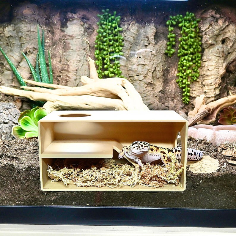 May include: A beige wooden reptile hide with a gecko inside, set in a terrarium. The gecko has black spots on a yellow and white body. The terrarium has a naturalistic background with plants and wood.