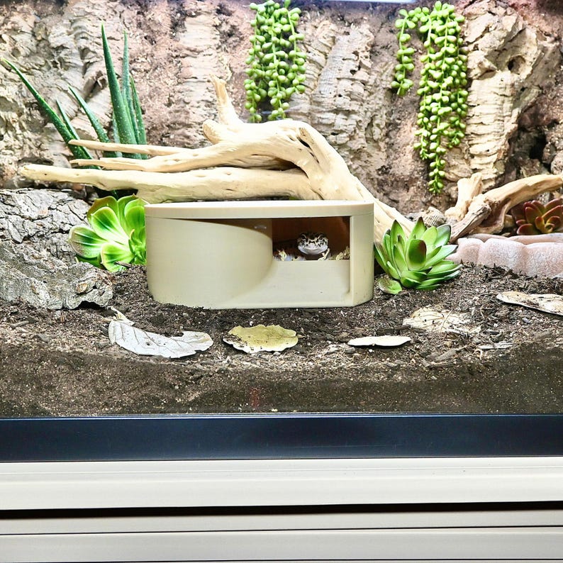 May include: A beige reptile hideout with a gecko peeking out, set in a terrarium. The enclosure is surrounded by natural elements like wood, succulents, and hanging plants, creating a naturalistic habitat.