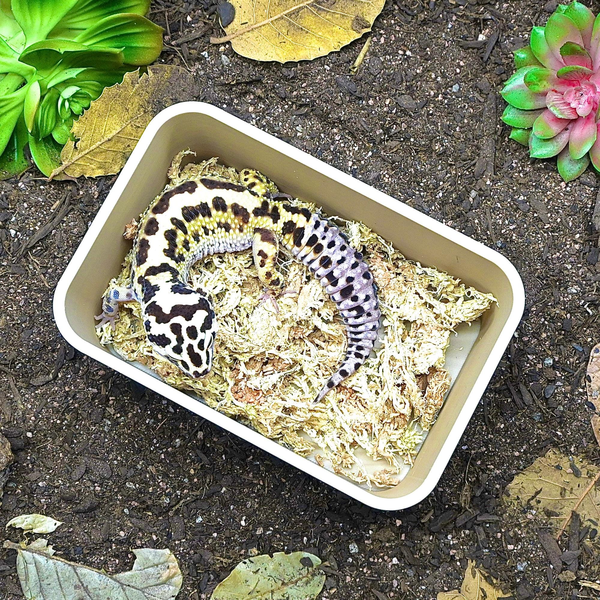 Snake Humid Box Reptile Humid Dig Box Enclosure Decor Reptile Tank Enrichment ...