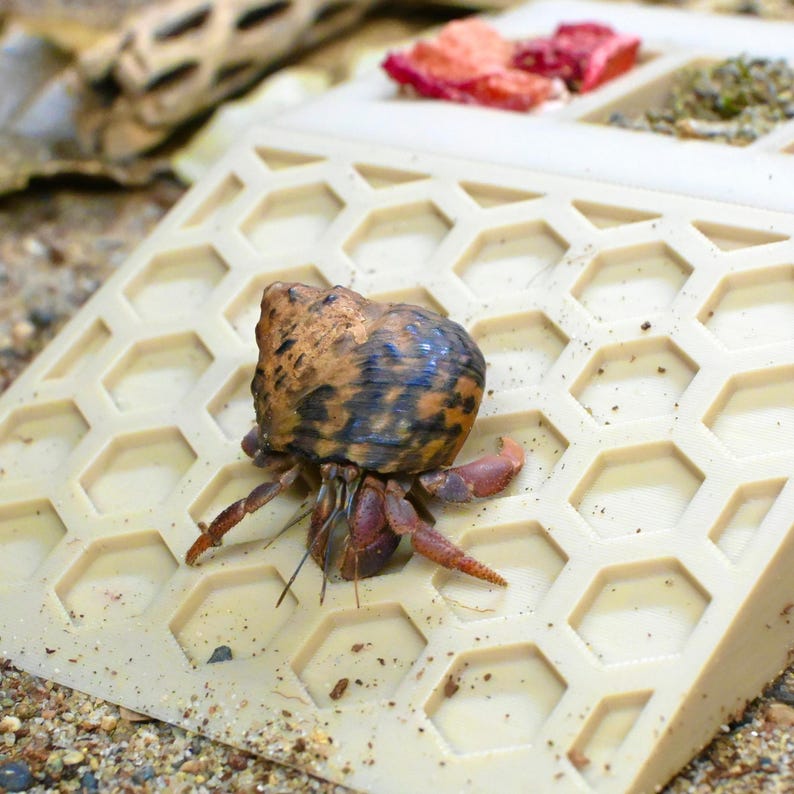 May include: A hermit crab with a brown and blue shell and reddish-brown legs sits on a beige honeycomb-patterned surface. The surface has compartments with red and green items. The crab is in a natural habitat setting.