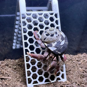 Hermit Crab Ladder Climbing Wall, Hermit Crab Climbing Ladder, Hermit Crab Ornament, Hermit Crab Decoration