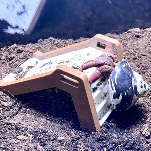 Hermit Crab Decor Slide, Hermit Crab Climbing Slide, Hermit Crab Ornament, Hermit Crab Toys