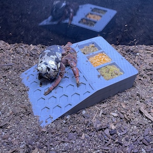 Hermit Crab Food Dish Platform, Hermit Crab Decoration, Hermit Crab Ornament, Hermit Crab Bowl