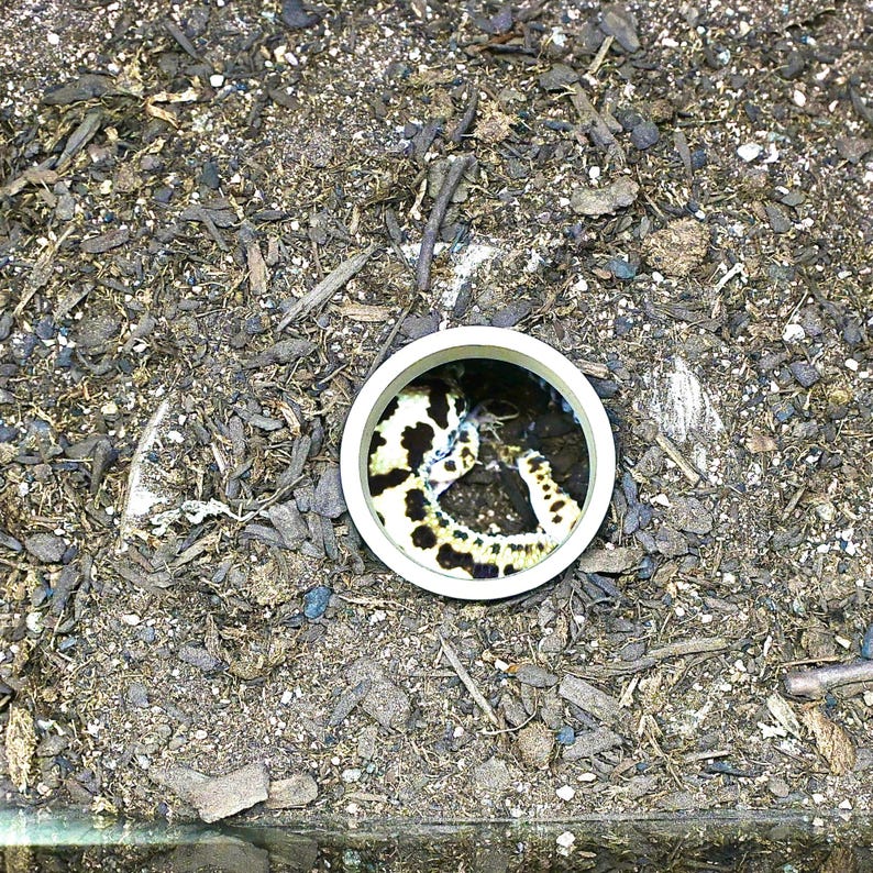 Puede incluir: Un recipiente circular blanco que contiene una serpiente con un patr&oacute;n negro y amarillo. El recipiente est&aacute; colocado en un lecho de tierra y astillas de madera de color marr&oacute;n oscuro.