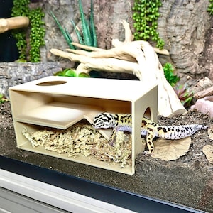 May include: A beige reptile enclosure with a gecko inside. The gecko has black spots on a yellow body. The enclosure has a shelf and is filled with moss. The background includes wood, plants, and a naturalistic terrarium setting.