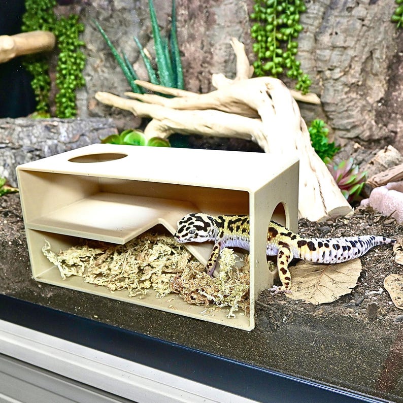 May include: A beige reptile enclosure with a gecko inside. The gecko has black spots on a yellow body. The enclosure has a shelf and is filled with moss. The background includes wood, plants, and a naturalistic terrarium setting.