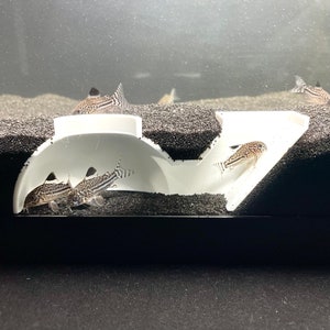Aquarium Underground Tunnel Dome, Kuhli Loach Dojo Loach Corydoras Catfish Clown Loach Dwarf Frog Hideout