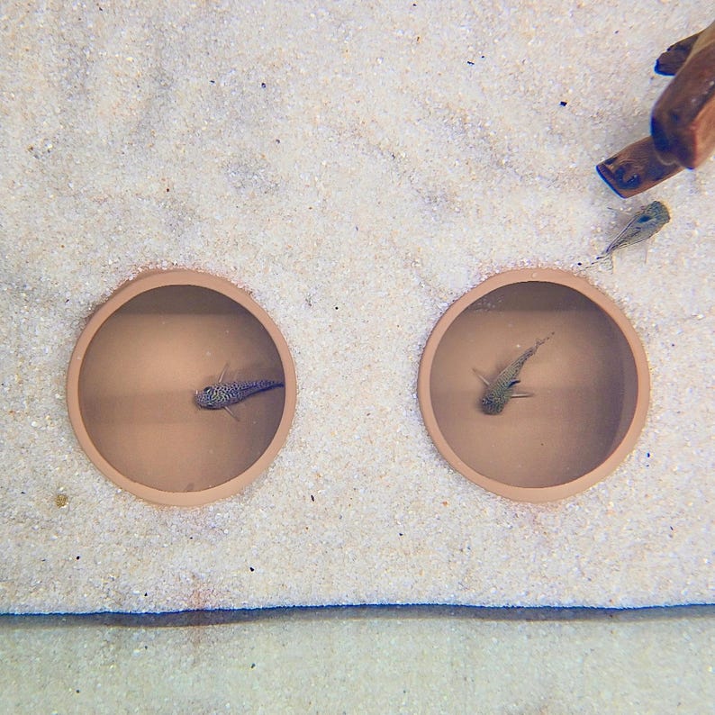 Op de afbeelding: Twee kleine vissen met gespikkelde patronen zitten in aparte terracotta-kleurige kommen. De kommen staan in een zanderige omgeving. Een stuk drijfhout bevindt zich in de rechterbovenhoek.