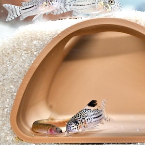 Op de afbeelding: Een aquariumsc&egrave;ne met Corydoras-meervallen. Twee staan op de voorgrond, een met een zwart-wit patroon en een andere met een roze tint. Nog twee zijn zichtbaar op de achtergrond. Een terracotta-kleurige grot biedt beschutting.
