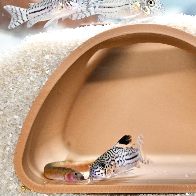 Op de afbeelding: Een aquariumsc&egrave;ne met Corydoras-meervallen. Twee staan op de voorgrond, een met een zwart-wit patroon en een andere met een roze tint. Nog twee zijn zichtbaar op de achtergrond. Een terracotta-kleurige grot biedt beschutting.